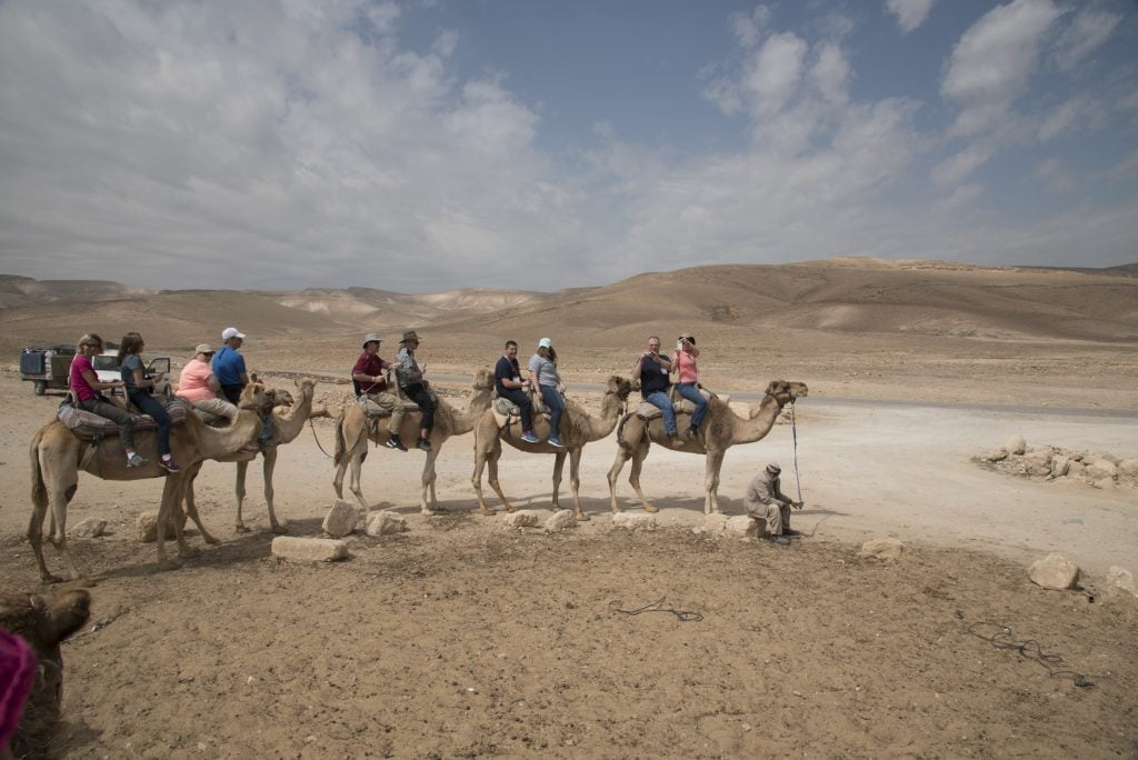 camels2
